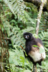 Novembre 2023 : Madagascar - Parc national Ranomafana - Propithèque de Milne Edwards