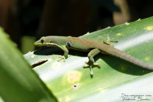 Novembre 2023 : Madagascar - Parc national Ranomafana - Gecko