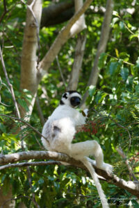 Novembre 2023 : Madagascar - Parc national d'Isalo